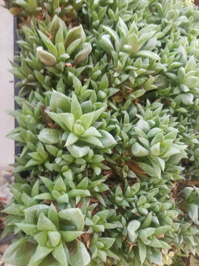 Haworthia Retusa  (5" pot) - Beaultiful Desert Plants 