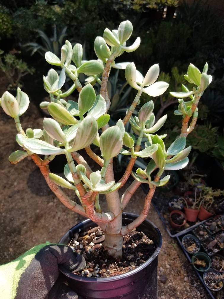 Variegated Crassula Ovata Jade Tree - Beaultiful Desert Plants