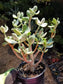 Variegated Crassula Ovata Jade Tree - Beaultiful Desert Plants 