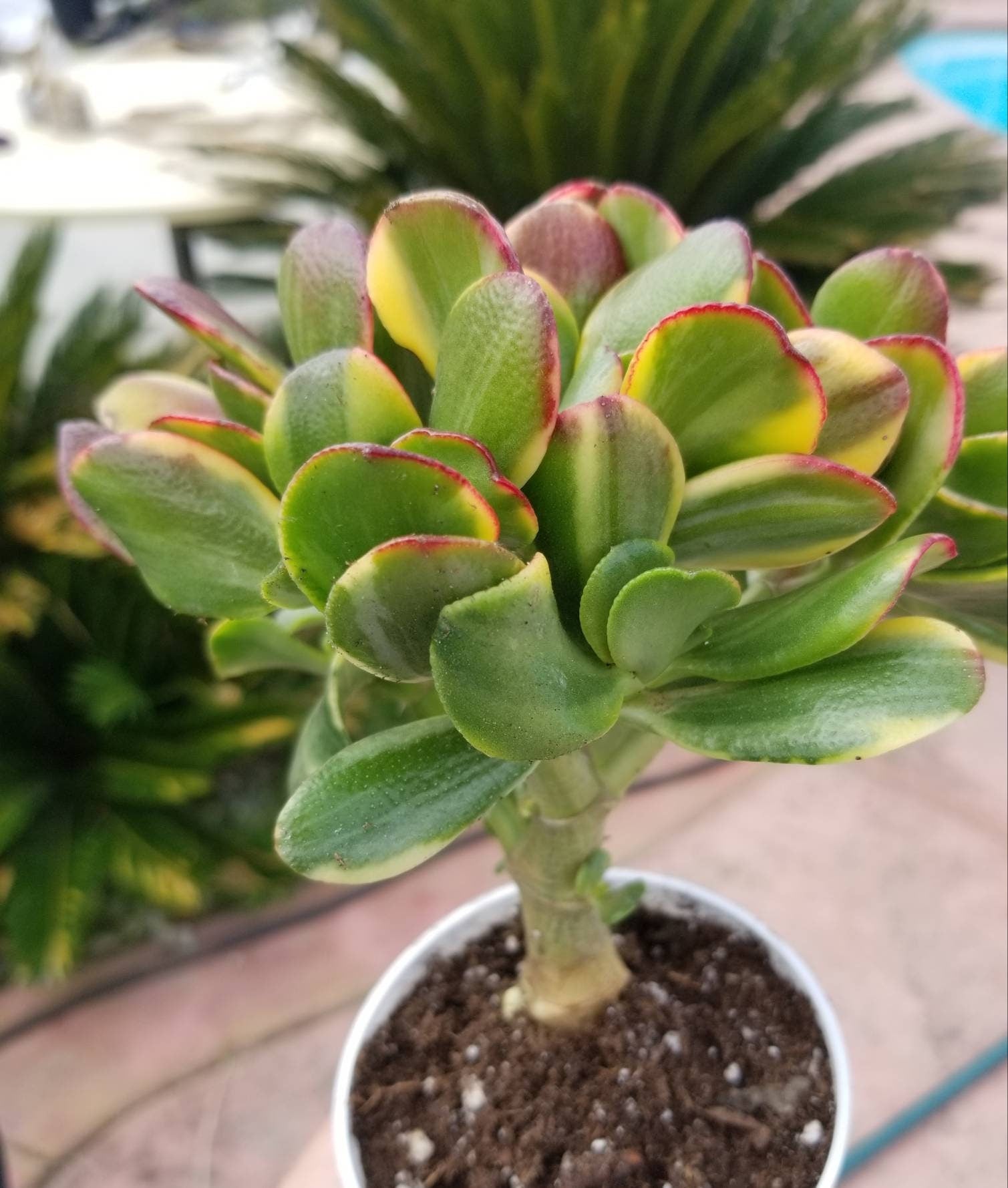 lemon and lime jade plant Crassula ovata cv. Lemon & Lime 5 Plants