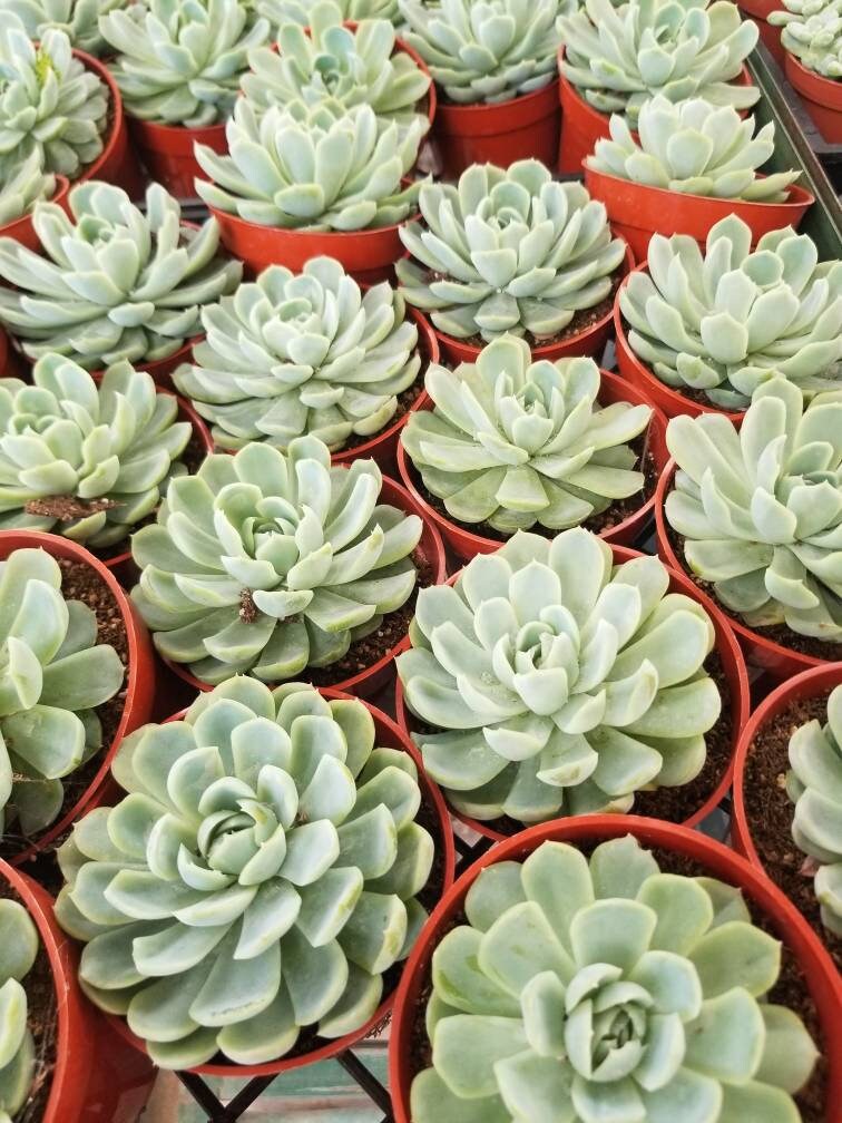 Echeveria Elegant "Mexican Snowball" (4"Pot) - Beaultiful Desert Plants