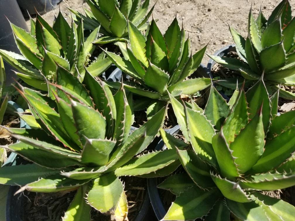 Agave Lophantha Splendida - Beaultiful Desert Plants
