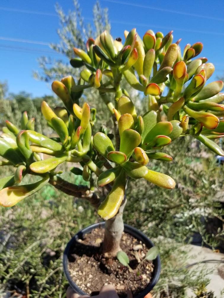 Crassula Ovata Gollum Sunset Tree - Beaultiful Desert Plants