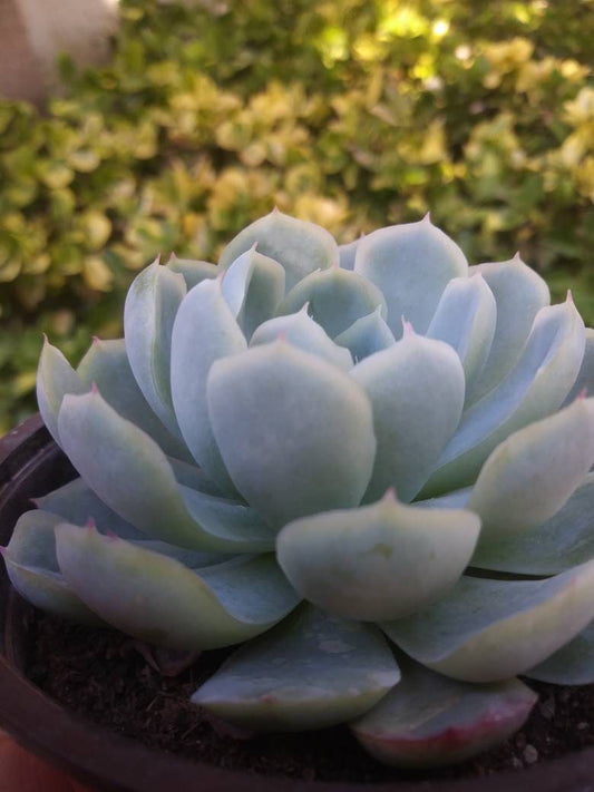 Echeveria Elegant "Mexican Snowball" (4"Pot) - Beaultiful Desert Plants