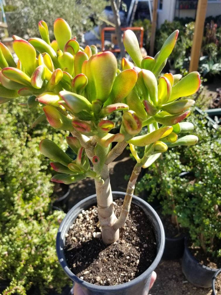 Crassula Ovata Gollum Sunset Tree - Beaultiful Desert Plants