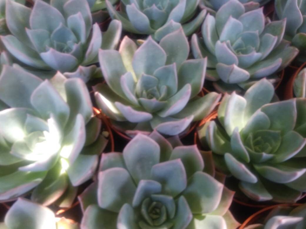 Echeveria Blue Prince (4" pot) - Beaultiful Desert Plants