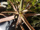 Aloe Cameronii - Beaultiful Desert Plants 