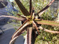 Aloe Cameronii - Beaultiful Desert Plants 