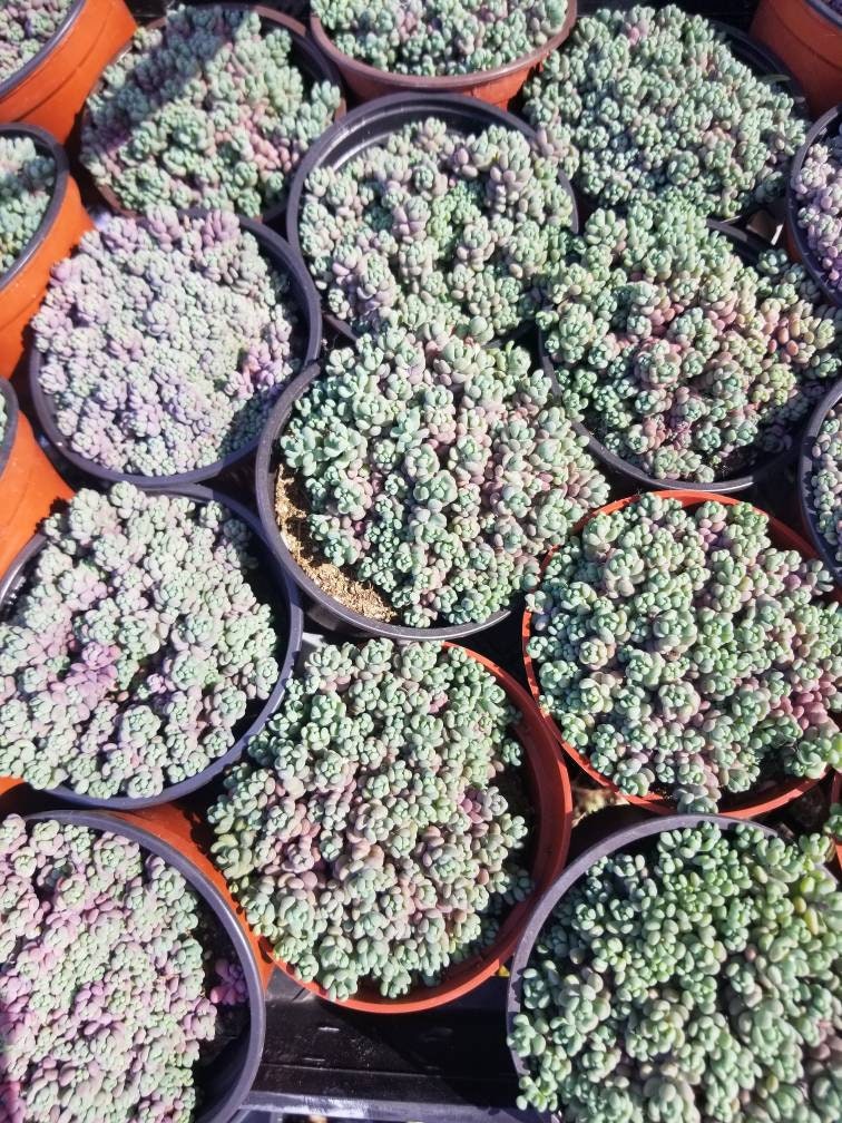 Sedum Dasyphyllum Minor (4" Pot) - Beaultiful Desert Plants 