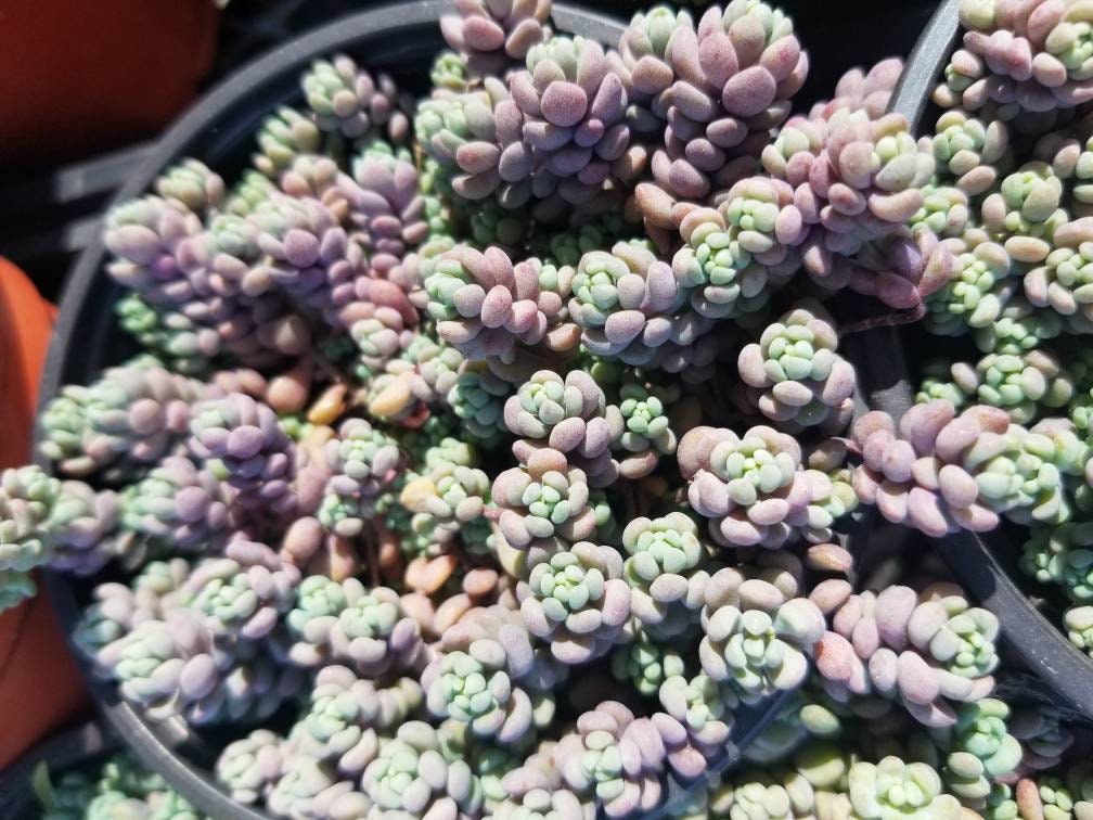 Sedum Dasyphyllum Minor (4" Pot) - Beaultiful Desert Plants