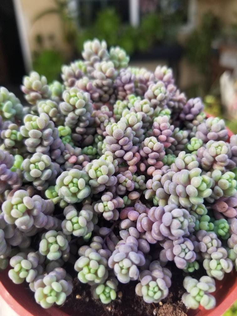 mounding succulents Sedum dasyphyllum 'Corsican Stonecrop' 4 Inch