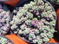 Sedum Dasyphyllum Minor (4" Pot) - Beaultiful Desert Plants 