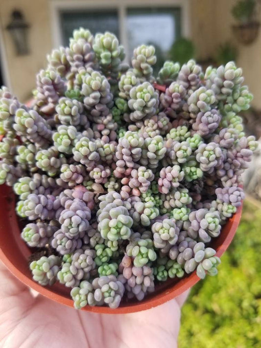 Sedum Dasyphyllum Minor (4" Pot) - Beaultiful Desert Plants