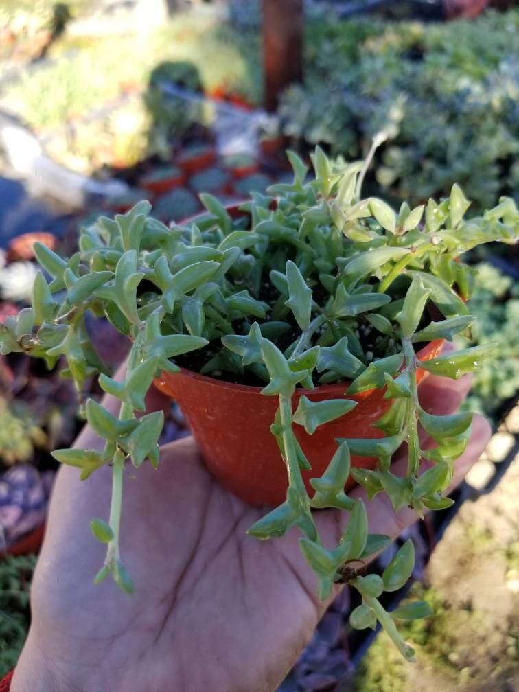 Strings of Dolphins (4" Pot) - Beaultiful Desert Plants