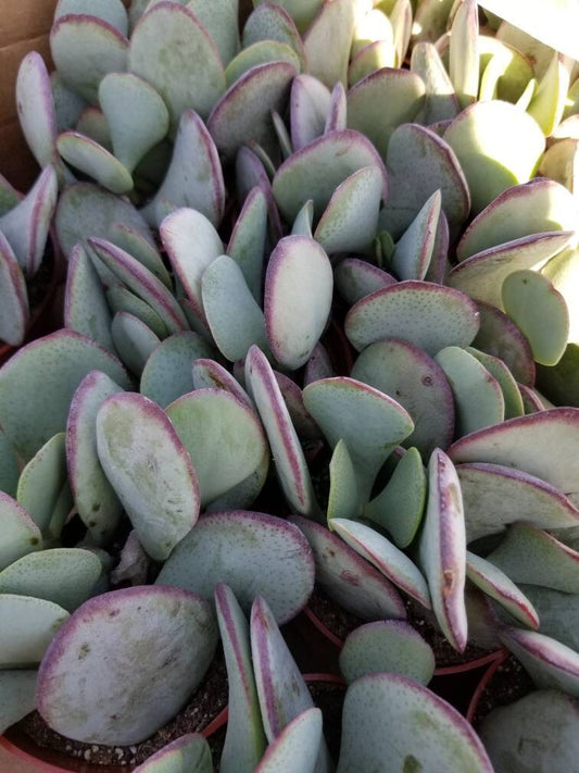 Crassula Arborensens "Silver Dollar Plant" (4" Pot) - Beaultiful Desert Plants