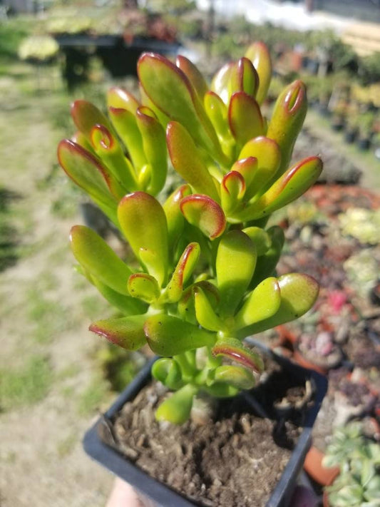 Crassula Ovata Hobbit Mini Tree - Beaultiful Desert Plants