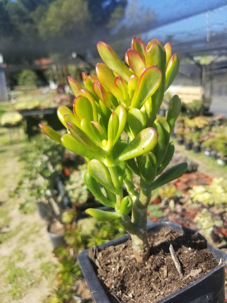 Crassula Ovata Hobbit Mini Tree - Beaultiful Desert Plants