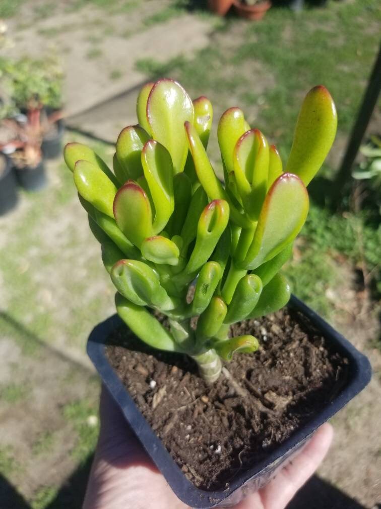 Crassula Ovata Hobbit Mini Tree - Beaultiful Desert Plants