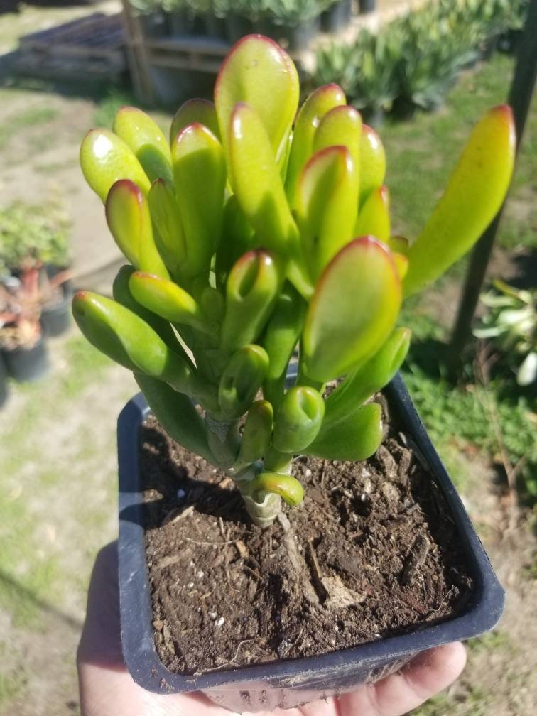 Crassula Ovata Hobbit Mini Tree - Beaultiful Desert Plants
