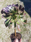 Aeonium Cyclop - Beaultiful Desert Plants 