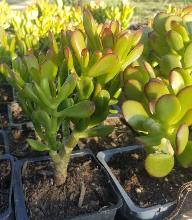Crassula Ovata Hobbit Mini Tree - Beaultiful Desert Plants