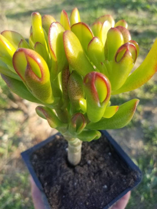 Crassula Ovata Hobbit Mini Tree - Beaultiful Desert Plants