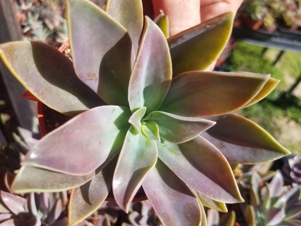 graptoveria fred ives succulent Graptoveria Fred Ives 4 inch / Plastic Pot