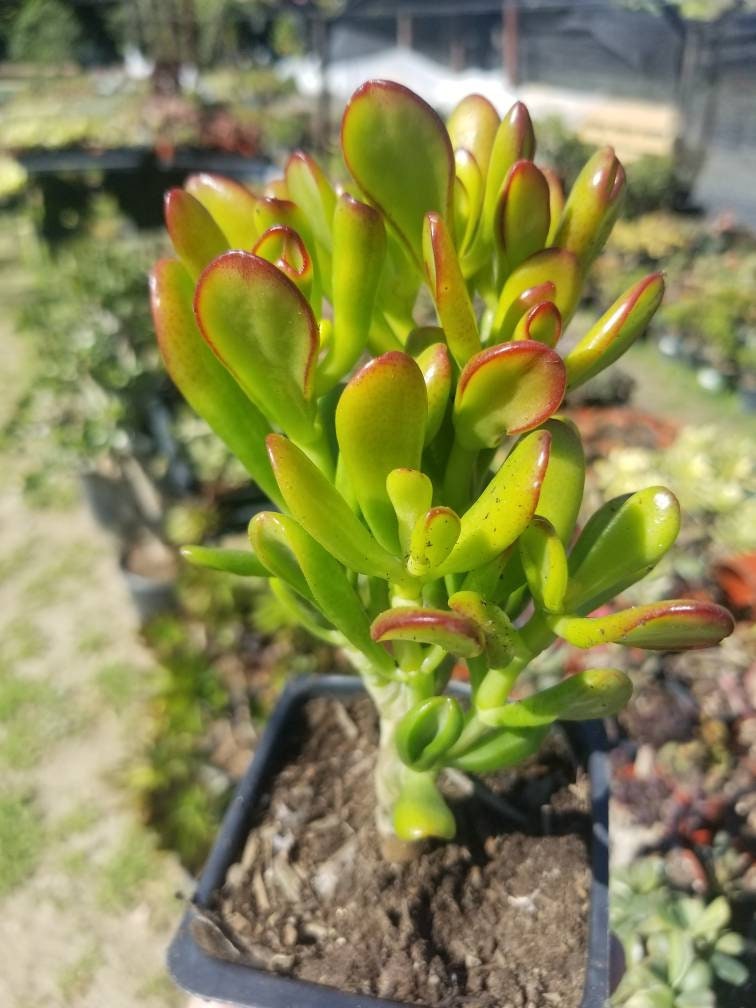 Crassula Ovata Hobbit Mini Tree - Beaultiful Desert Plants