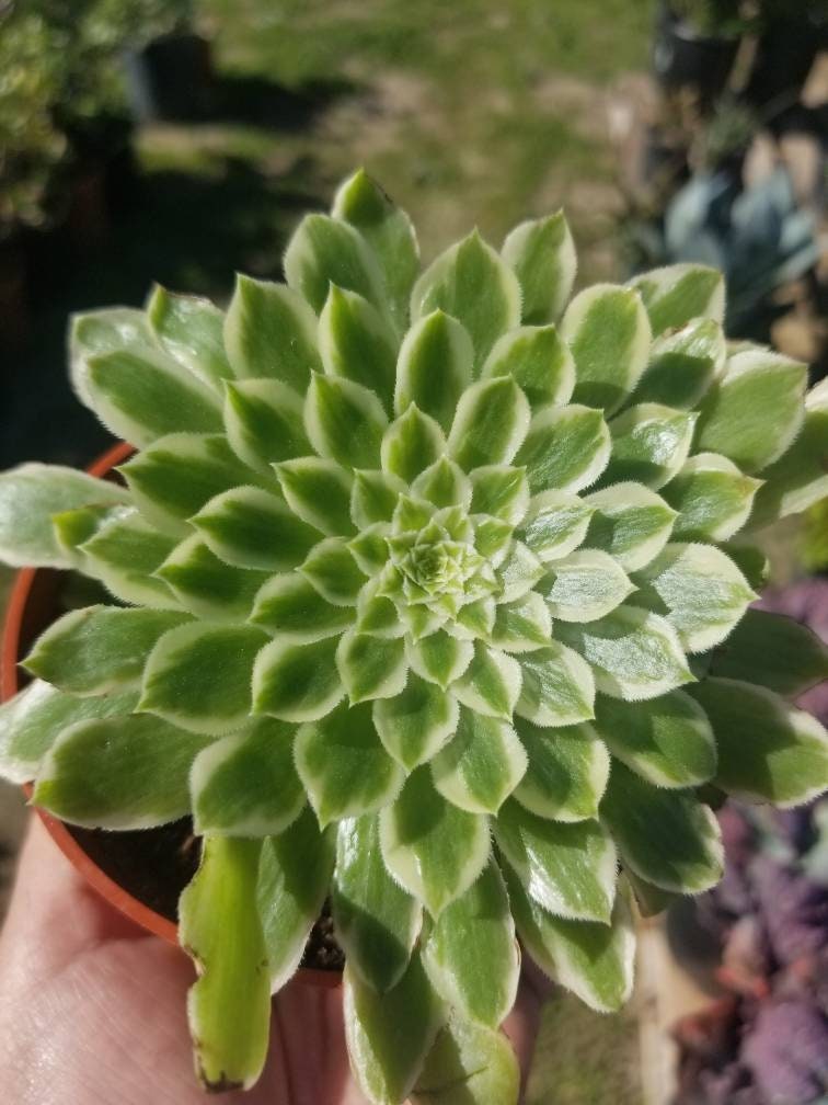Aeonium Emerald Ice (4"Pot) - Beaultiful Desert Plants