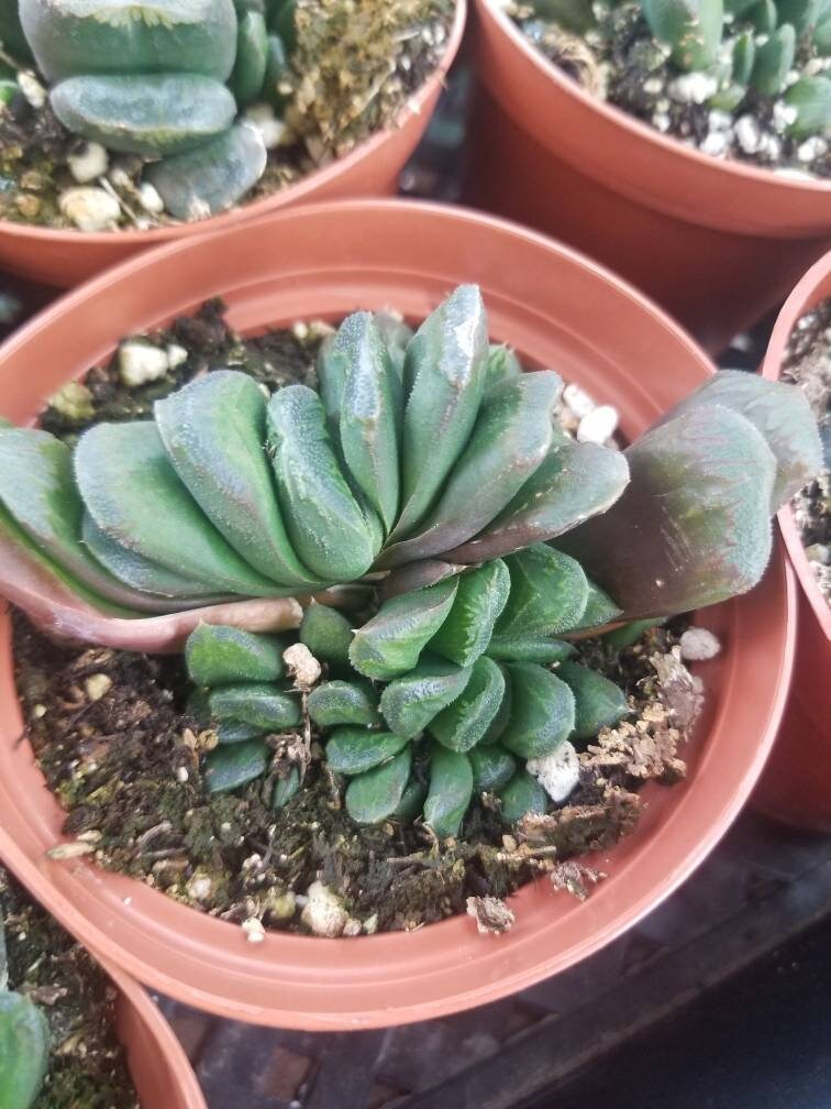 horse teeth succulent Haworthia Truncata "Horse's teeth" (4" Pot) – Beaultiful Desert Plants