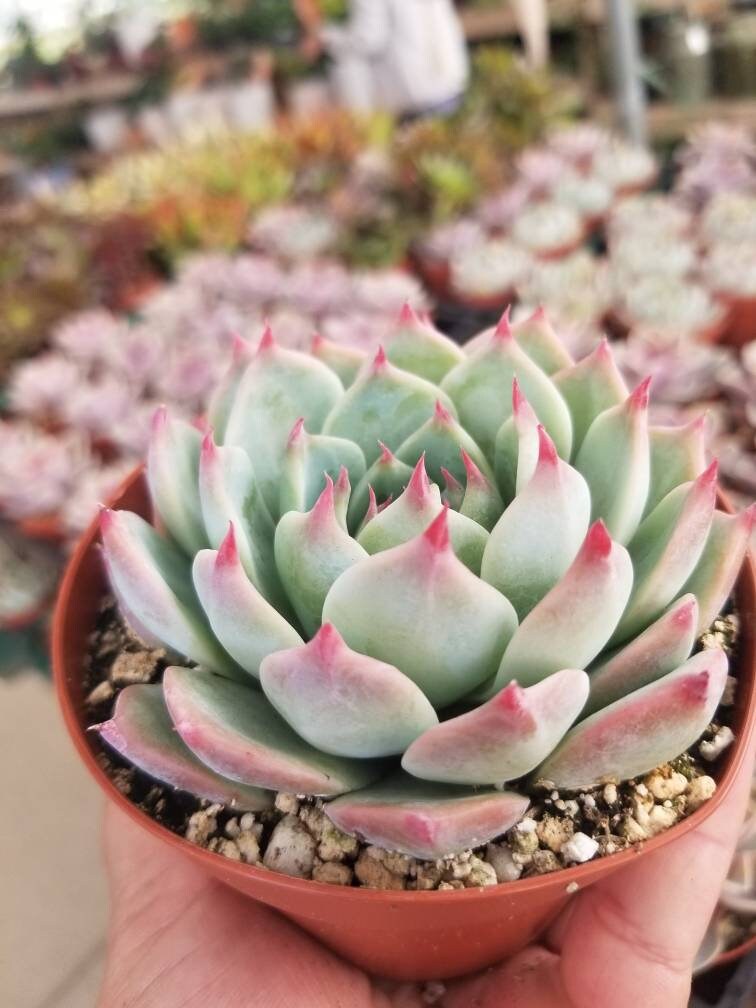 Echeveria Tippy (4"Pot) - Beaultiful Desert Plants