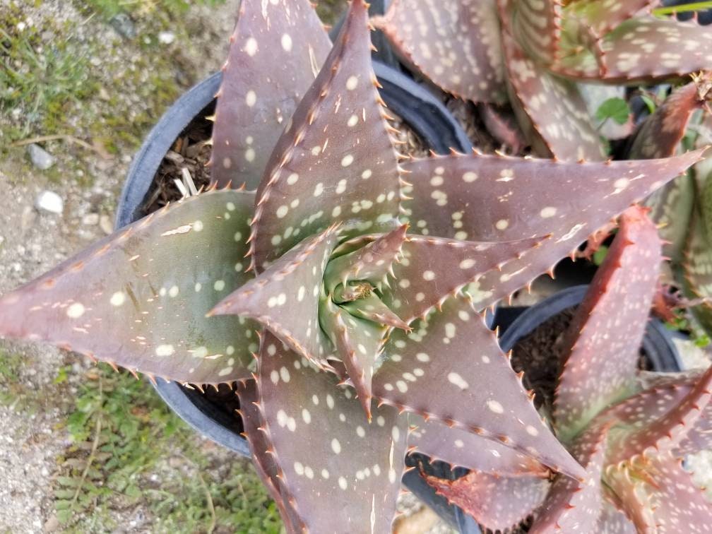 Aloe Saponaria - Beaultiful Desert Plants