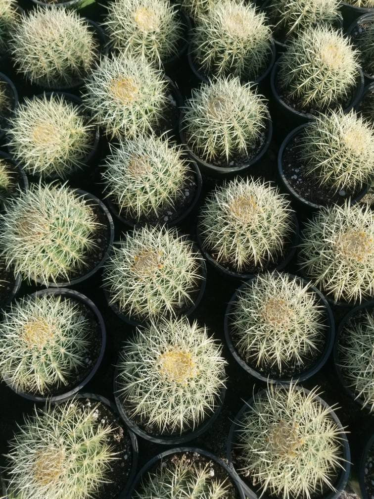 Golden Barrel Cactus "Echinocactus grusonii" - Beaultiful Desert Plants