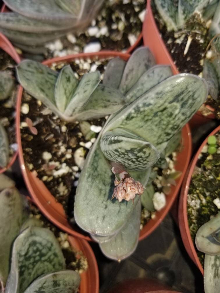 Gasteria Little Warty (4" Pot) - Beaultiful Desert Plants