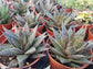 Gasteria Flow  (4" Pot) - Beaultiful Desert Plants 
