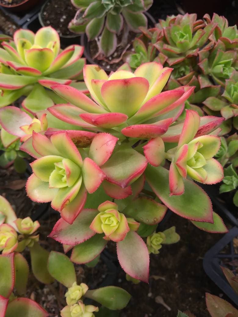 Aeonium Kiwi Rare Succulent Aeonium Haworthii Rosette Plant 4 inch / Plastic Pot by Succulents Box