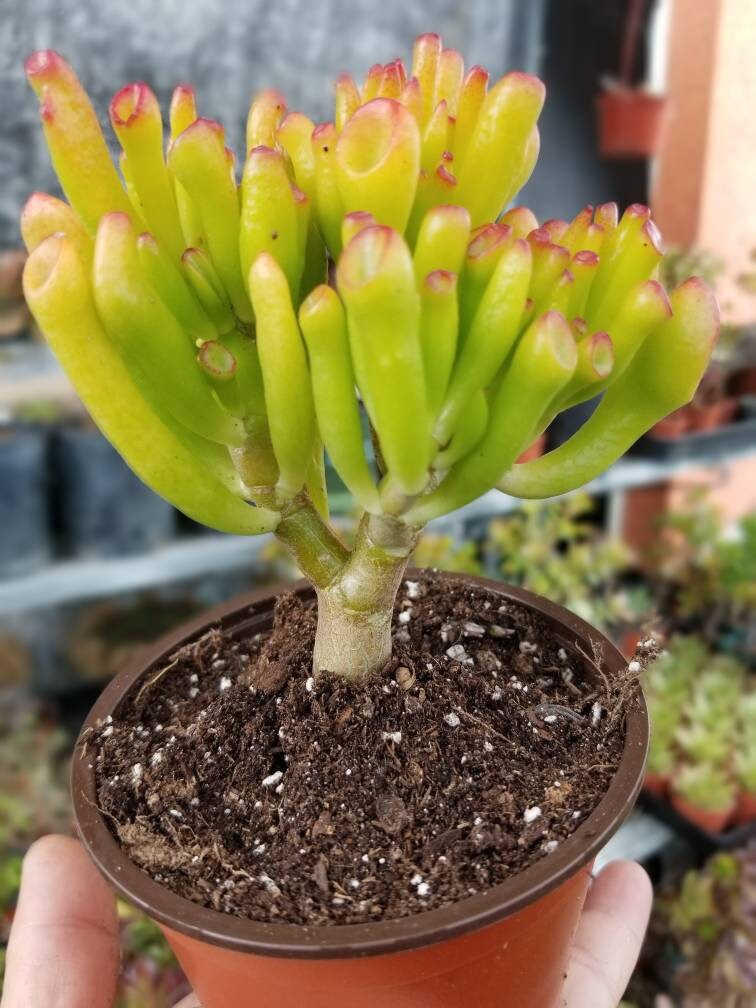 Crassula Ovata Gollum - Beaultiful Desert Plants