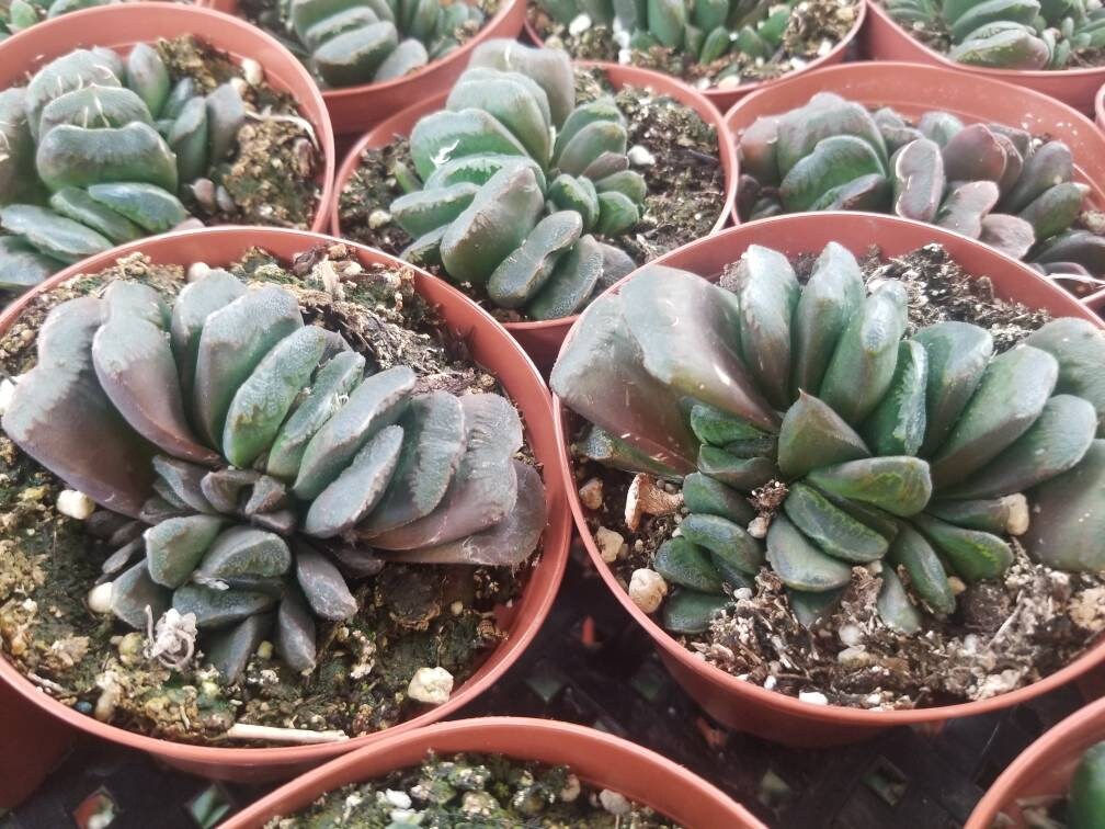 Haworthia Truncata "Horse's teeth" (4" Pot) - Beaultiful Desert Plants