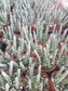Senecio stapeliformis (4" Pot) - Beaultiful Desert Plants 