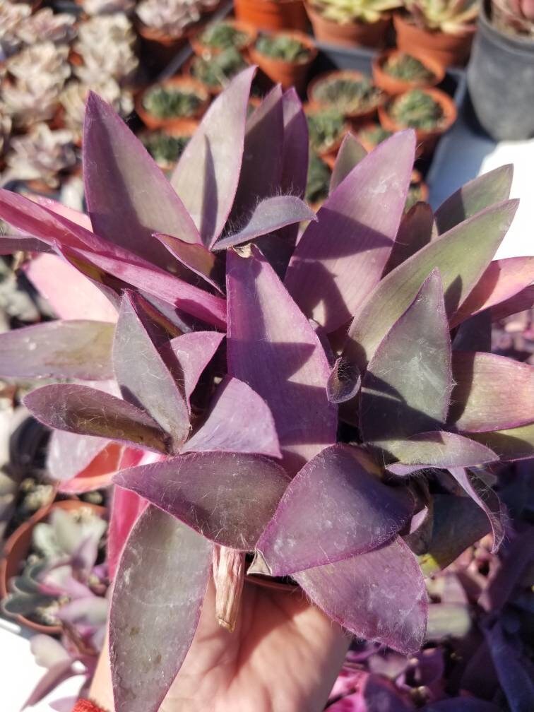 Tradescancia Padilla "Purple Heart" (4" Pot) - Beaultiful Desert Plants 