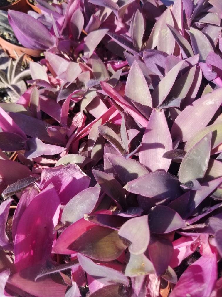 Tradescancia Padilla "Purple Heart" (4" Pot) - Beaultiful Desert Plants