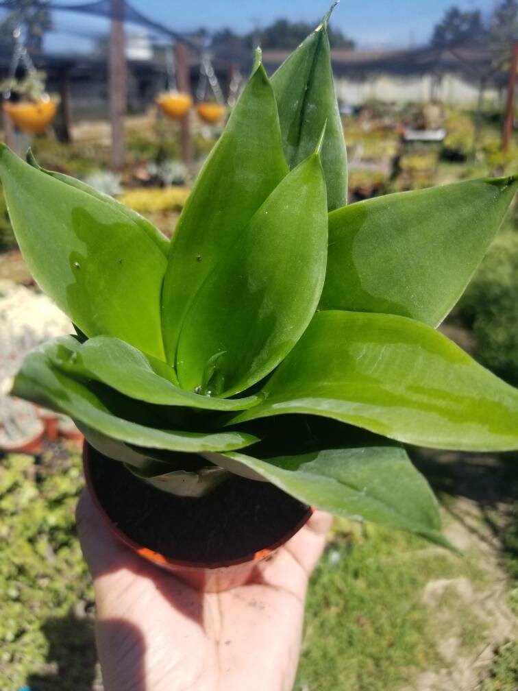 sansevieria jade Sansevieria Black Jade (4