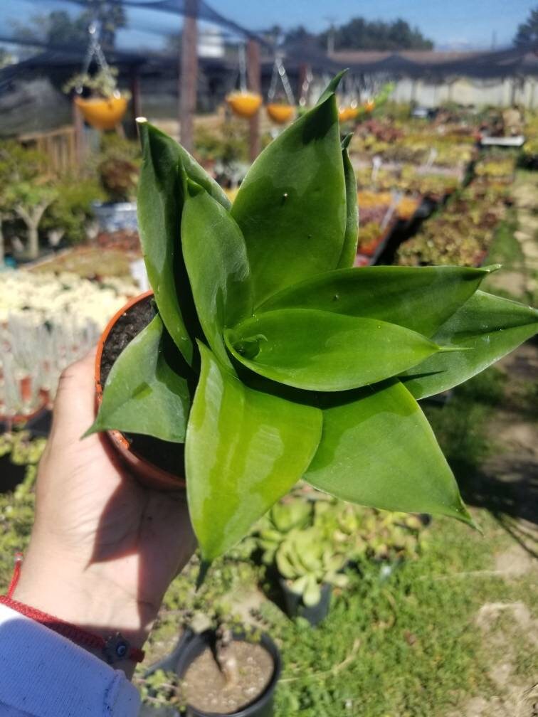Sansevieria Black Jade (4" Pot) - Beaultiful Desert Plants