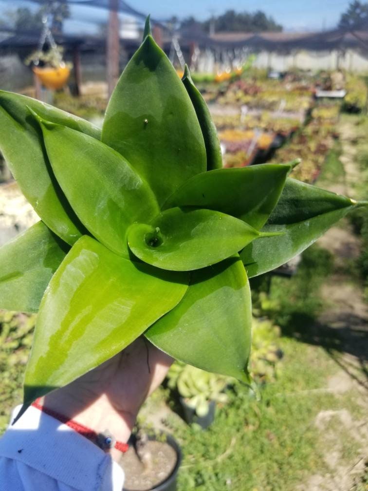 Sansevieria Black Jade (4" Pot) - Beaultiful Desert Plants
