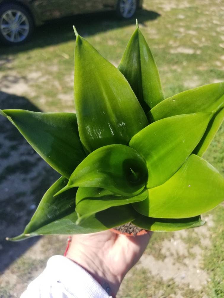 Sansevieria Black Jade (4" Pot) - Beaultiful Desert Plants