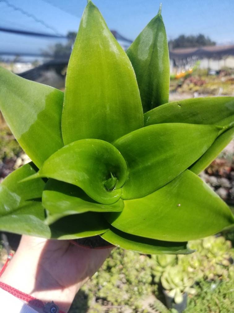 Sansevieria Black Jade (4" Pot) - Beaultiful Desert Plants