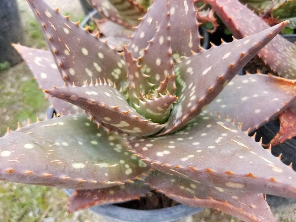 Aloe Saponaria - Beaultiful Desert Plants 