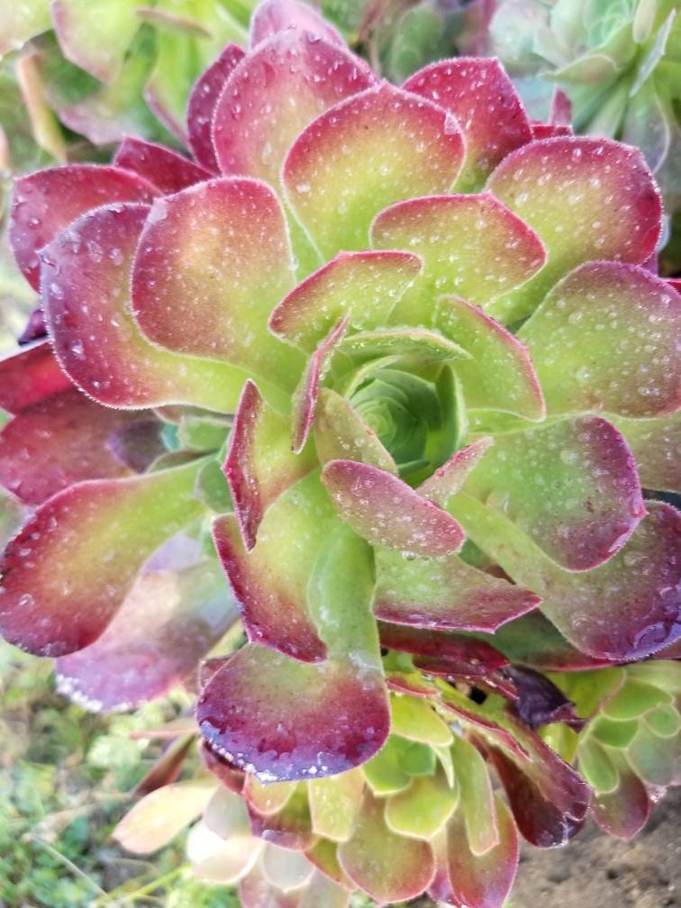 Aeonium Salad Bowl Bouquet - Beaultiful Desert Plants