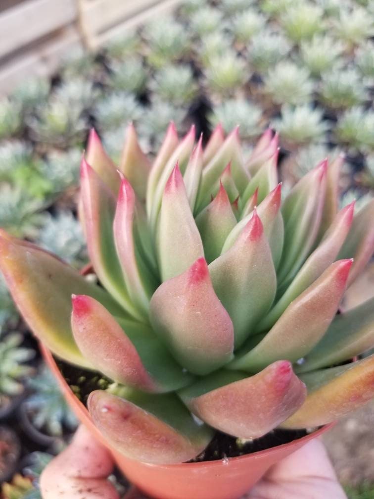 Echeveria Agavoide Frank Reinelt (4" pot) - Beaultiful Desert Plants