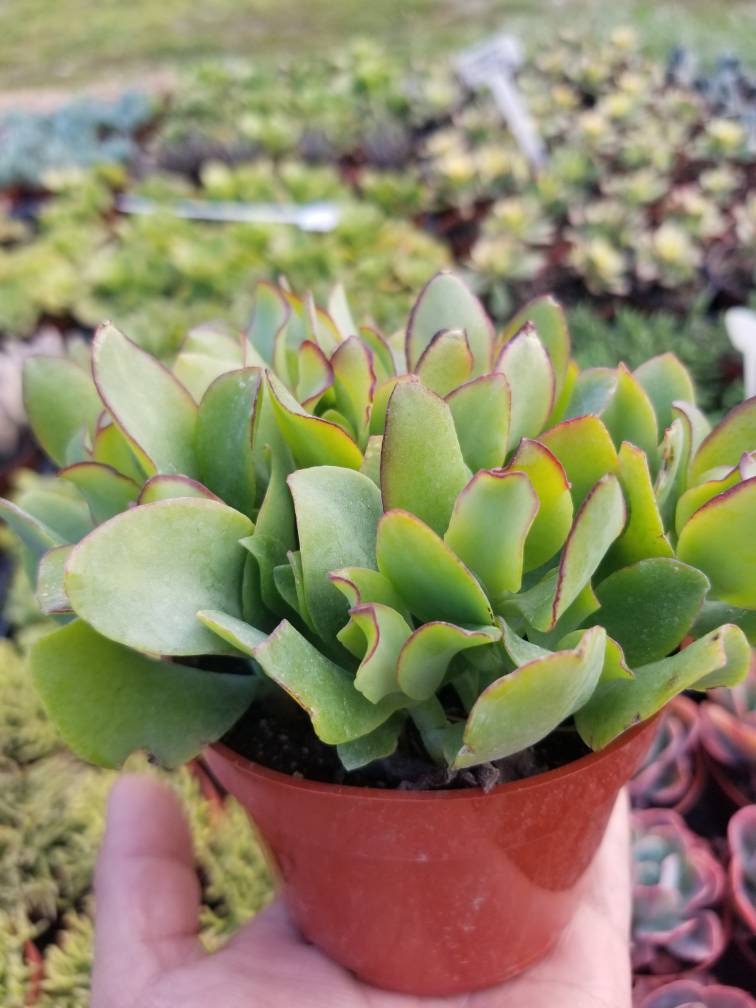 Crassula Undulatifolia  (4"pot) - Beaultiful Desert Plants 